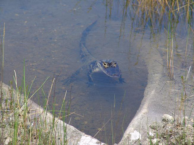 alligator03